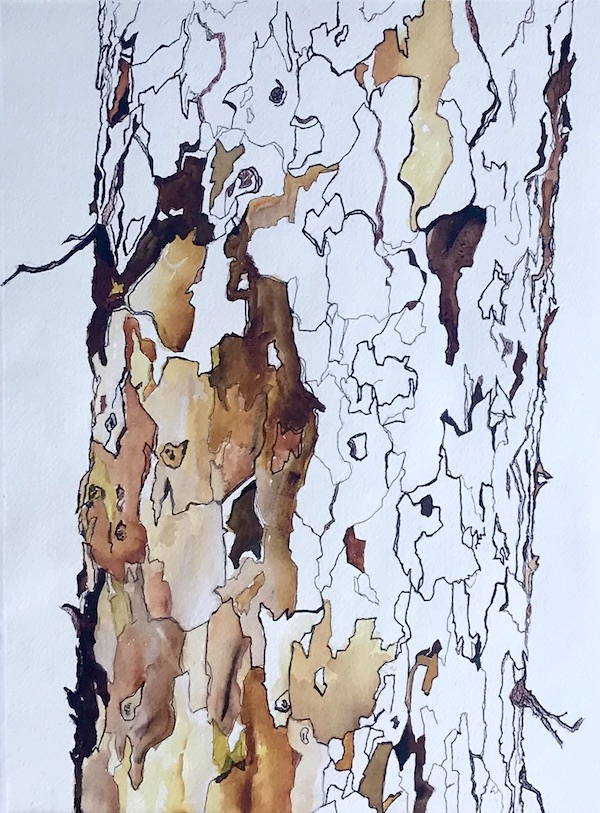 <i>Bark Patterns</i> – Ode to the Sycamore #4.  Watercolor and ink on paper. Framed, 21x15.