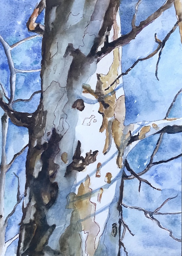 <i>Winter Sycamore</i> – Ode to the Sycamore #6.  Watercolor and ink on paper.  Framed, 18x13.