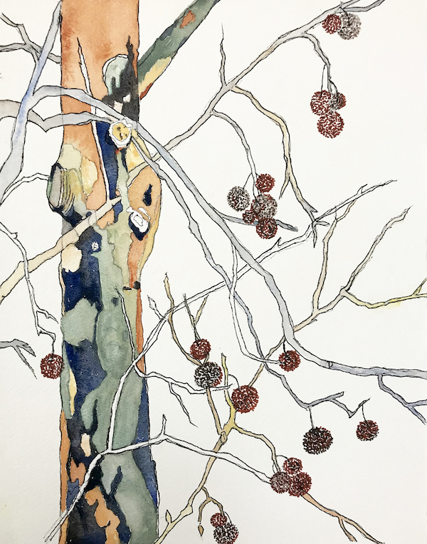 <i>The Beginning</i> – Ode to the Sycamore #13. Watercolor and ink on paper. Framed, 21x15.