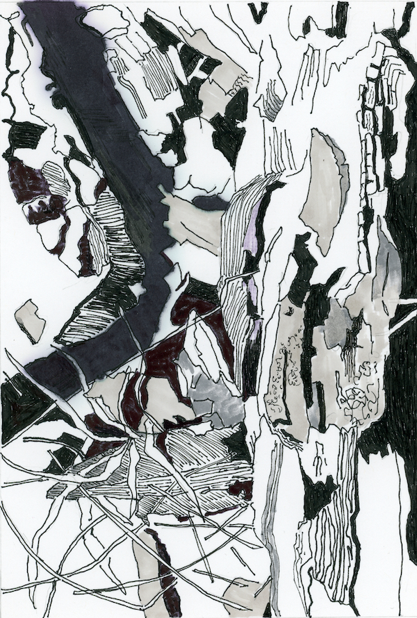 <i>Ponderosa Pine Iteration #3.</i> Ink drawing. Framed, 15x11.